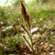 Carex flacca f.