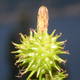 Carex flava s.l.