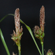 Carex halleriana