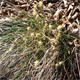 Carex humilis