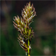 Carex leporina