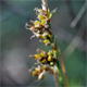 Carex liparocarpos l.