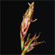 Carex mucronata