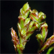 Carex ornithopoda