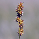 Carex otrubae