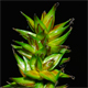 Carex pairae