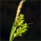 Carex pallescens