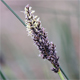 Carex paniculata