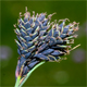Carex parviflora