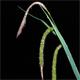 Carex pendula