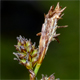 Carex pilulifera