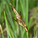 Carex praecox
