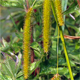 Carex pseudocyperus