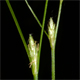 Carex remota