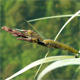 Carex riparia