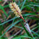 Carex sempervirens