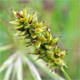 Carex spicata
