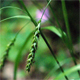Carex sylvatica s.