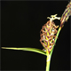 Carex tomentosa