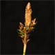 Carex umbrosa