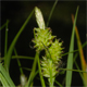Carex viridula
