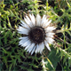 Carlina acaulis