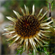 Carlina vulgaris