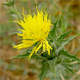 Carthamus lanatus