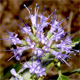 Caryopteris x clandonensis