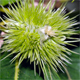Castanea sativa