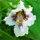 Catalpa bignonioides