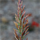 Catapodium rigidum