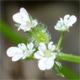 Caucalis platycarpos