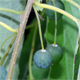 Celtis australis