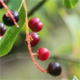 Celtis occidentalis