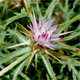 Centaurea calcitrapa