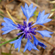 Centaurea cyanus