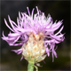 Centaurea deusta