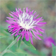 Centaurea jacea g.