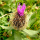 Centaurea uniflora n.