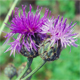 Centaurea nigrescens n.