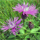 Centaurea nigrescens t.