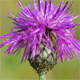 Centaurea scabiosa