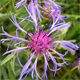 Centaurea triumfettii