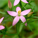 Centaurium erythraea