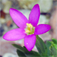 Centaurium pulchellum