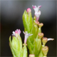 Centranthus calcitrapae