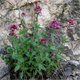 Centranthus ruber