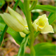 Cephalanthera damasonium