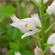 Cephalanthera longifolia